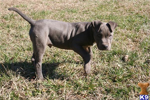 Puppies in AL